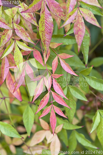 Image of Bush branch with red leaves on  green background