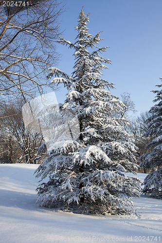 Image of Central Park, New York. Beautiful park in beautiful city. 