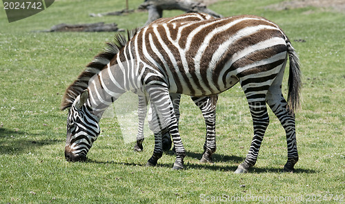 Image of Zebra eating grass on a green field