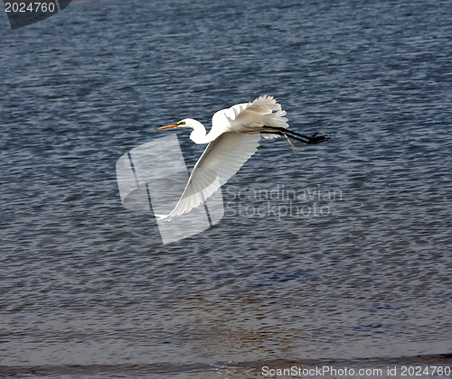 Image of White Crane