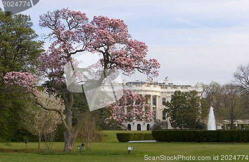 Image of Magnolia blossom tree in front of White House