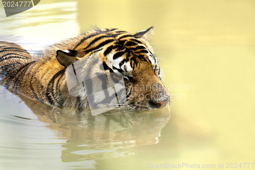 Image of Tiger