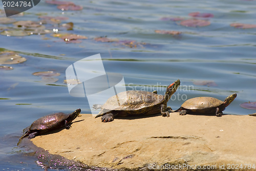 Image of turtle on lake
