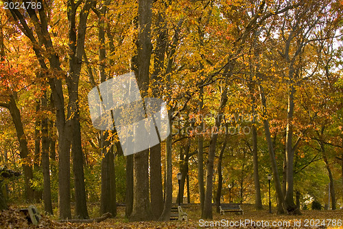 Image of Autumn park