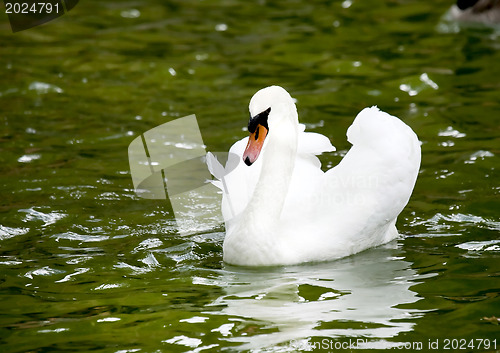 Image of Swan