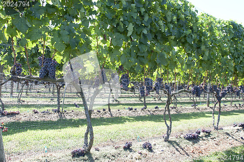Image of Vineyard