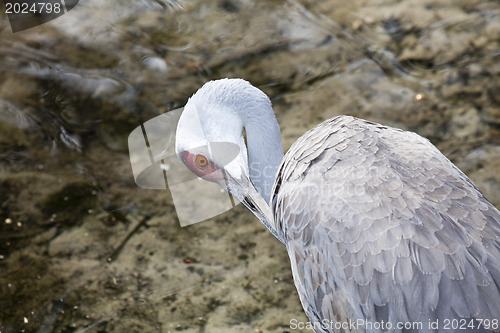 Image of Redheaded crane 