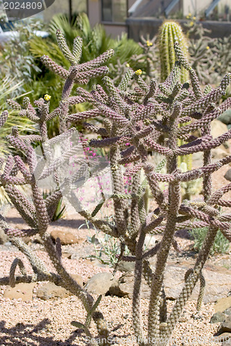 Image of  Cactus blossom 