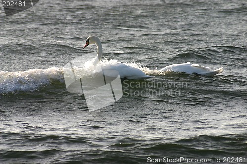 Image of swan