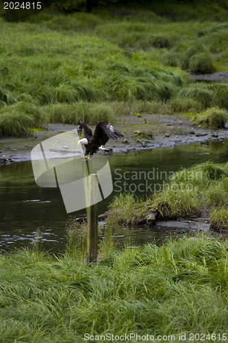 Image of American bald eagle 