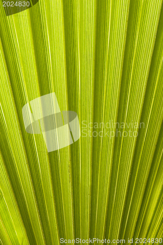 Image of Texture of palm leaves in natural light