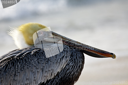 Image of Pelican is walking on a shore