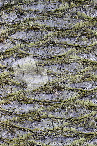 Image of Backgraund Trunk of a palm tree