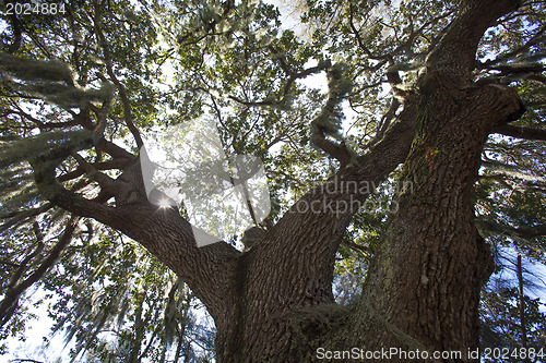 Image of Mysterious Spanish Moss