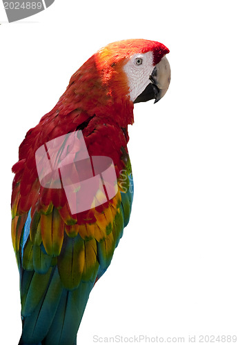 Image of Red Macaw Parrot 