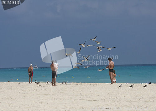 Image of Flock of seagulls on beach 