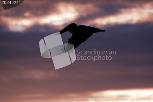 Image of Pelican is flying over  Caribbean sea