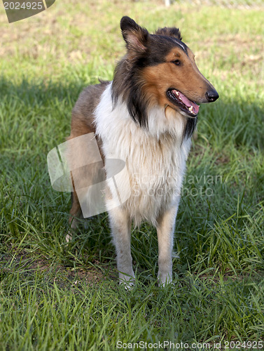 Image of 
Rough collie - Scottish shepherd