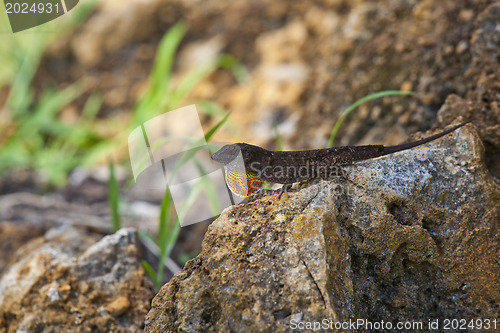 Image of lizard male mating season