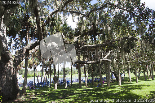 Image of Mysterious Spanish Moss