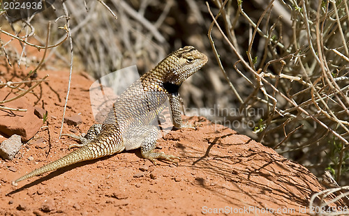 Image of Lizard at Arizona desert 