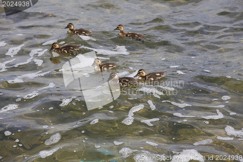 Image of ??? duck and ducklings