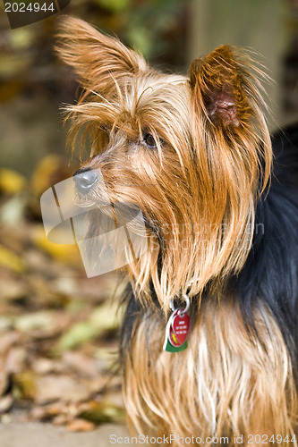 Image of Yorkshire Terrier 