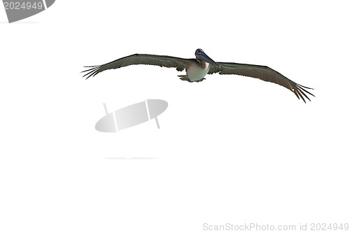 Image of Pelican is flying over  Caribbean sea 