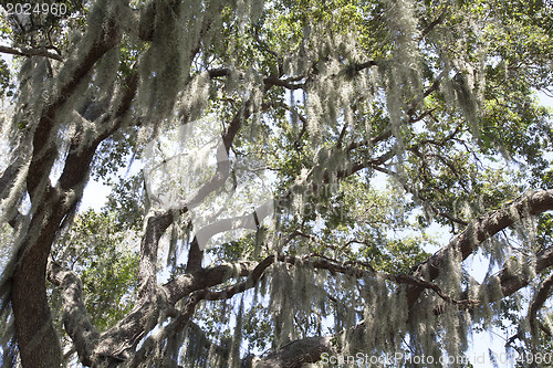 Image of Mysterious Spanish Moss