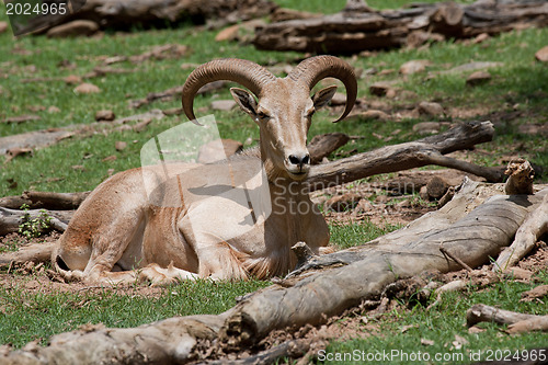 Image of Mouflon Sheep