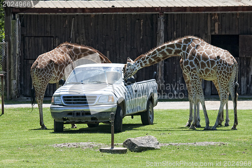 Image of Giraffes eating fron the car trunk