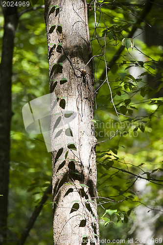 Image of Ivy on a trunk 