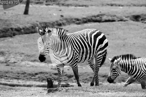 Image of Wilking Zebras