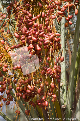 Image of  Dates palmtree