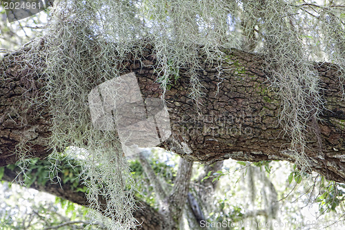 Image of Mysterious Spanish Moss