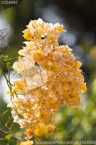 Image of Beautiful flowers of Israel