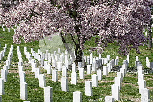 Image of Arlington National Cemetary