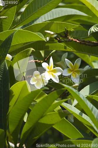 Image of Beautiful flowers of Israel,