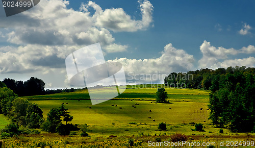 Image of Rolled haystacks on a field after harvest