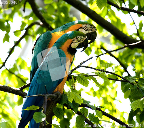 Image of  Blue-and-yellow Macaw - Ara ararauna