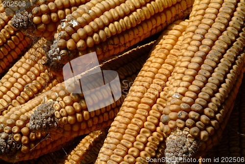 Image of Maiskolben  | corncobs