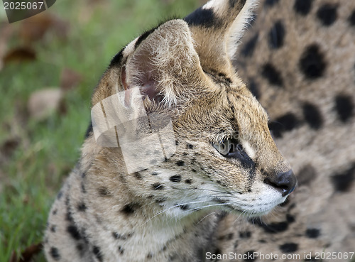 Image of African Wild Cat