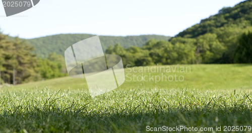 Image of Green Grass and Blue Sky