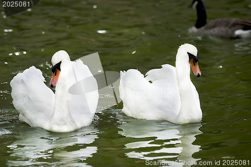 Image of Swan couple