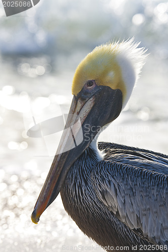 Image of Pelican are walking on a shore