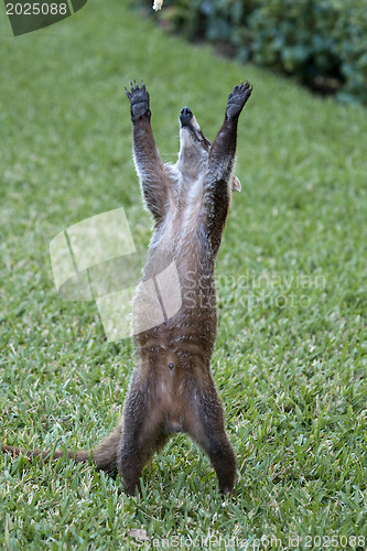 Image of Cozumel raccoon seaking for food