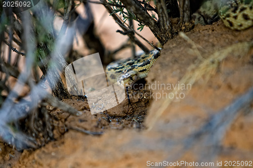 Image of Snake at desert