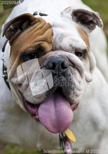 Image of English Bulldog