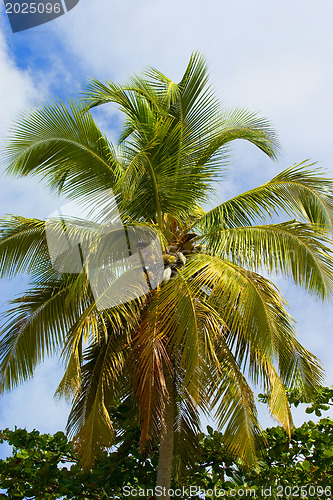 Image of Palm-tree