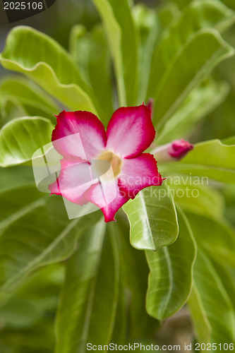 Image of Beautiful flowers of Israel.